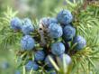 Miracle Botanicals is Now Offering 100% Pure Juniper Berry Essential...